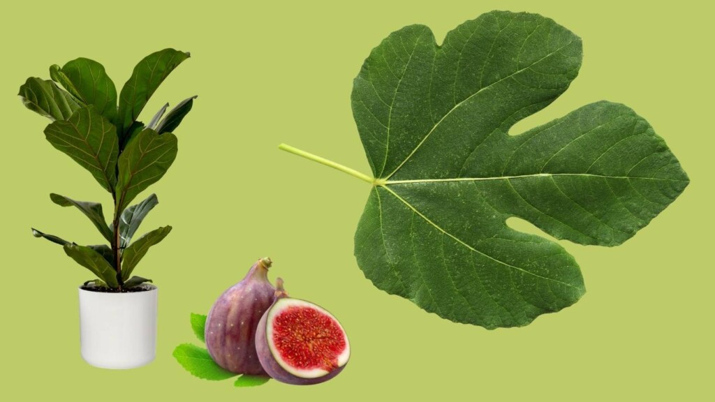 fig leaves in fashion