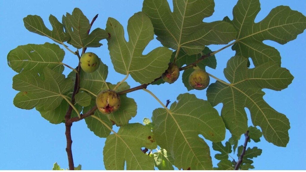 fig leaves in fashion